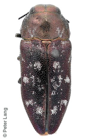 Diphucrania adusta, PL1037A, female, MU, 6.6 × 2.6 mm